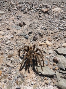 We did meet this guy though. OMG. THE biggest spider I have ever seen.